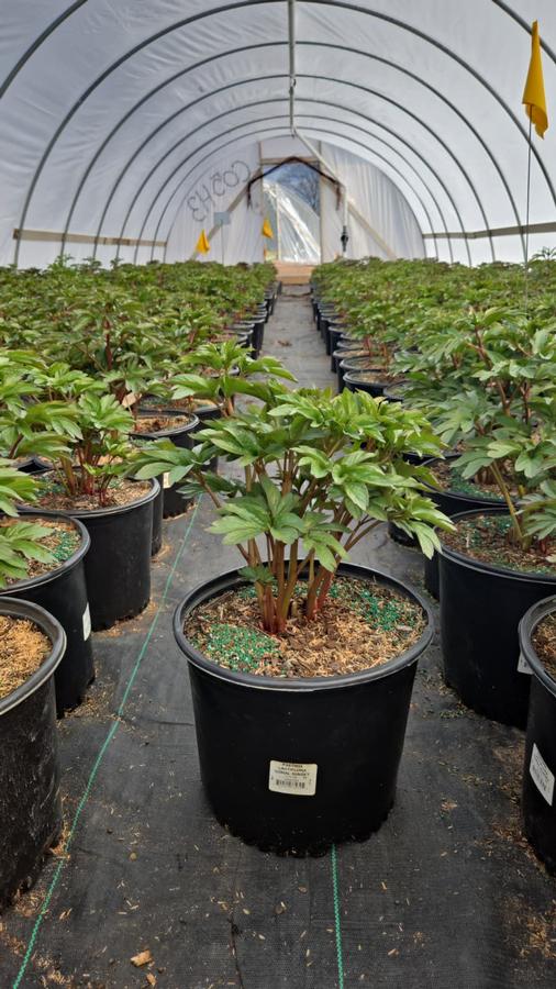 Paeonia lactiflora 'Coral Sunset'