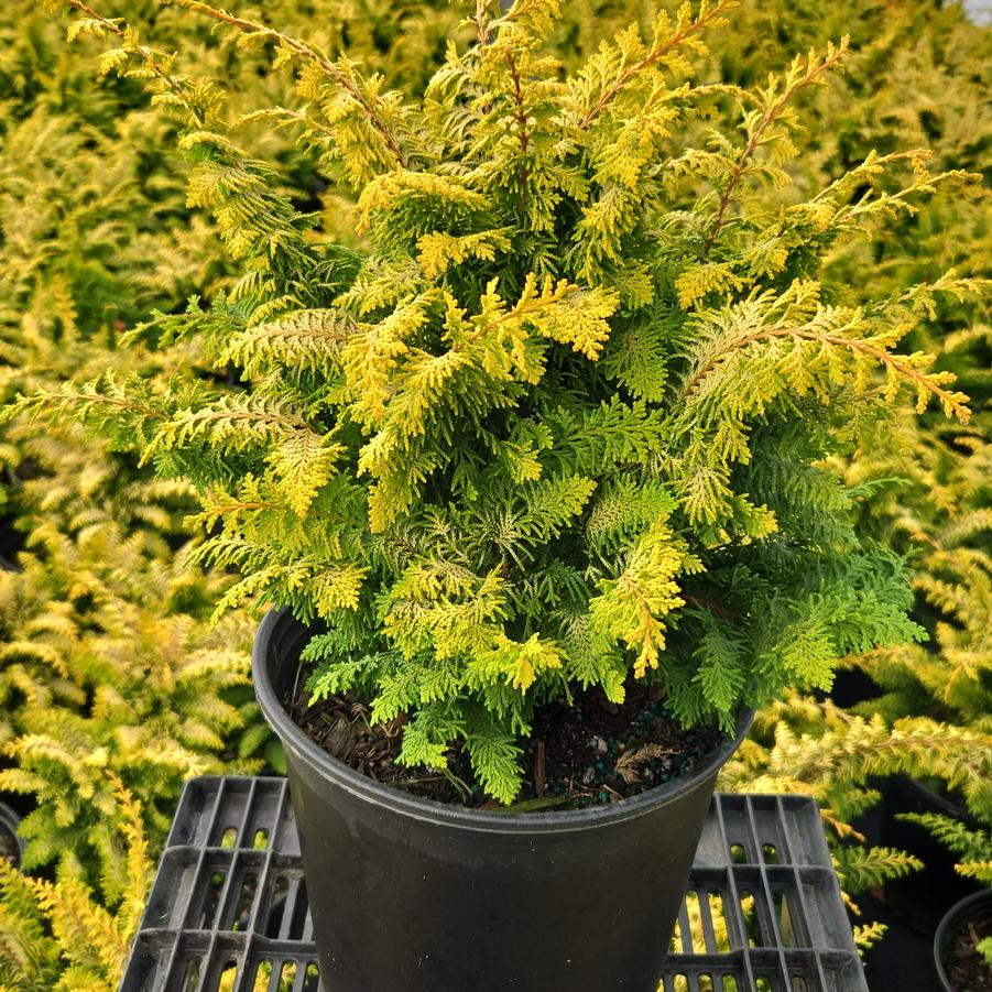 Chamaecyparis obtusa 'Fernspray Gold'