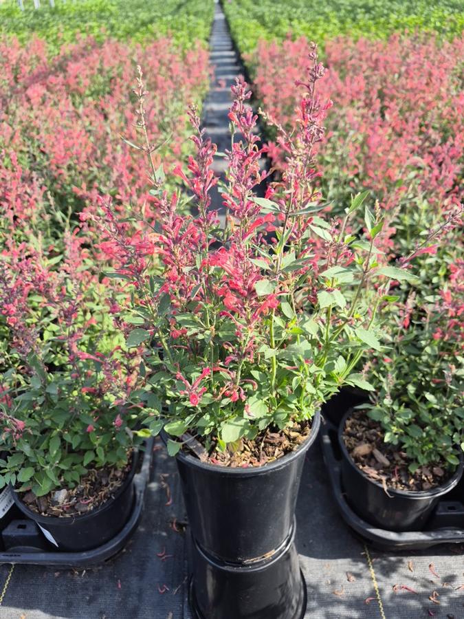 Agastache x 'Kudos Coral'