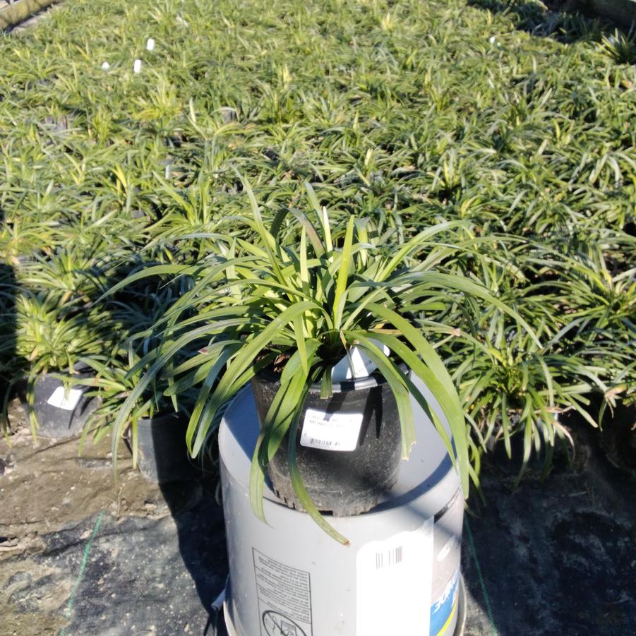 Liriope muscari 'Monroe's White'