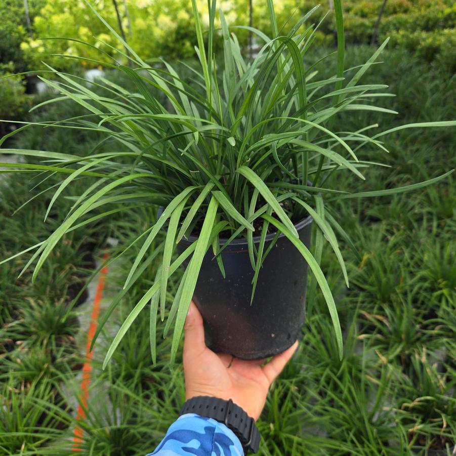 Liriope spicata 
