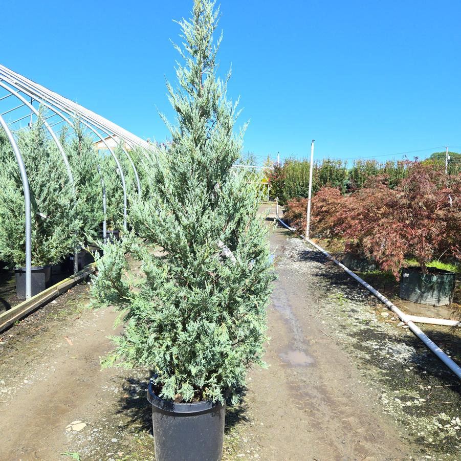 Juniperus scopulorum 'Moonglow'