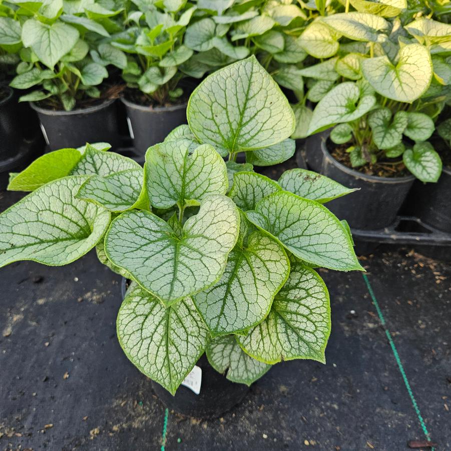 Brunnera macrophylla 'Jack Frost'