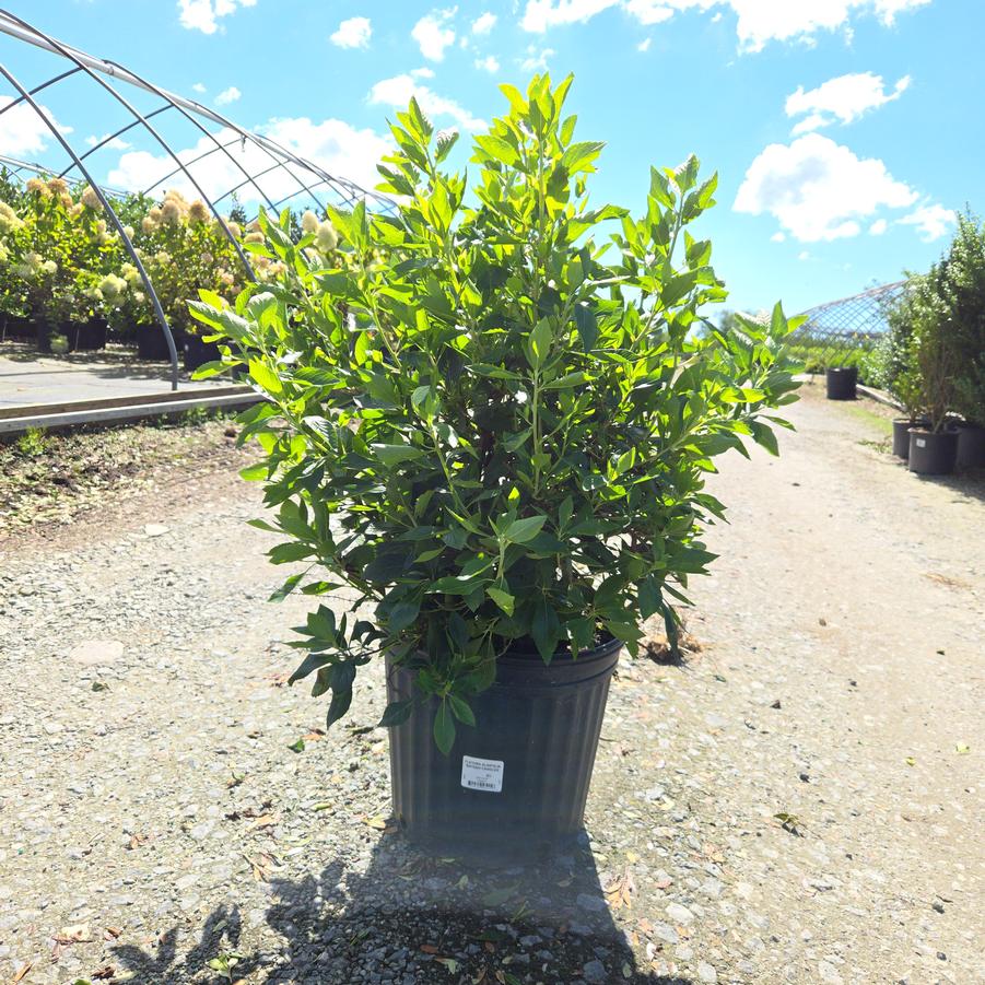 Clethra alnifolia 'Sixteen Candles'