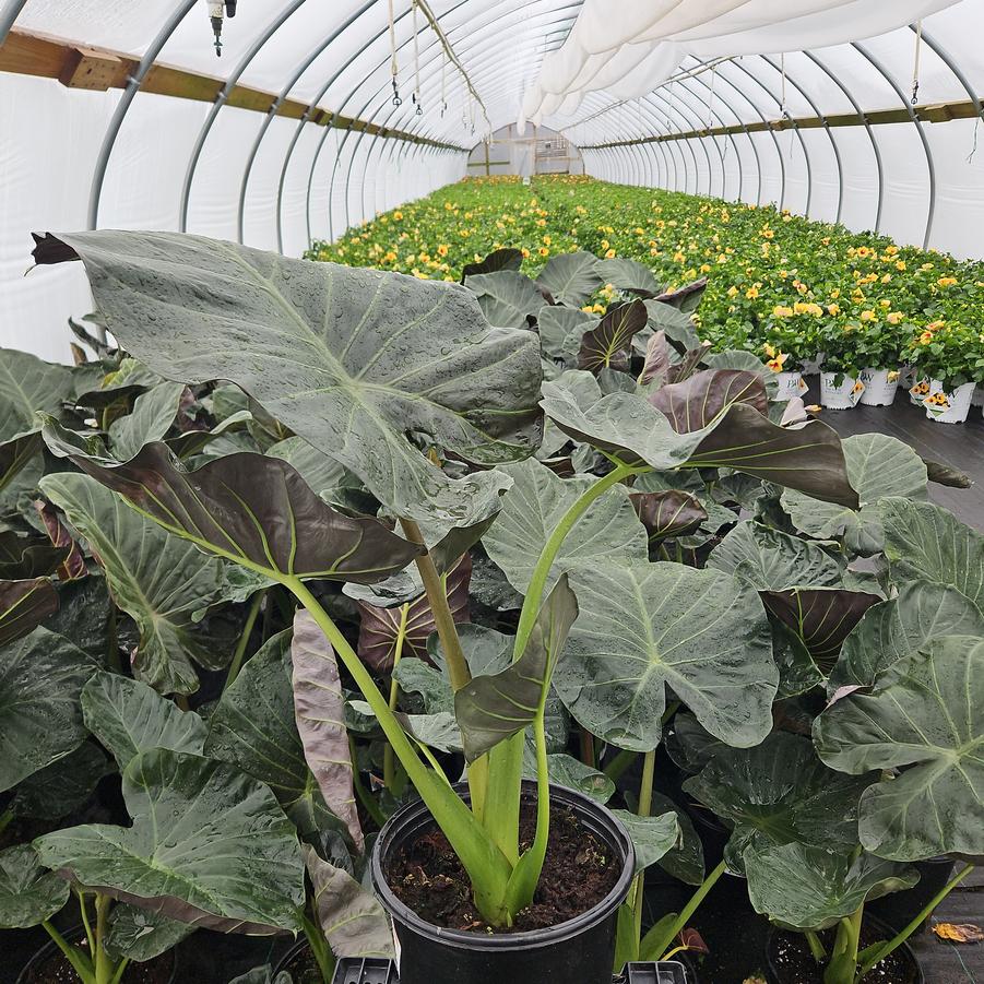 Alocasia 'Regal Shield'