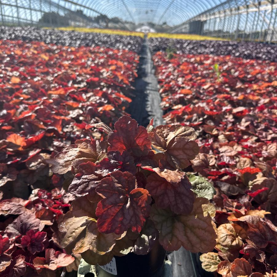Heuchera Apricot