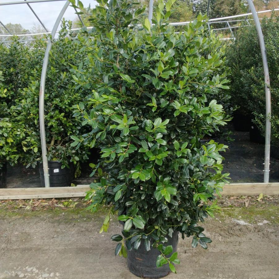 Ilex x 'Nellie Stevens'