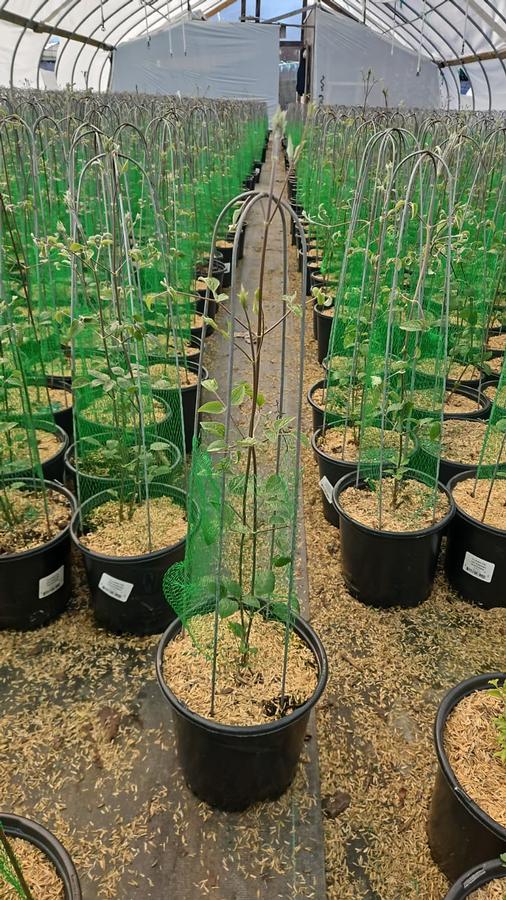 Clematis x 'Jackmanii Superba'