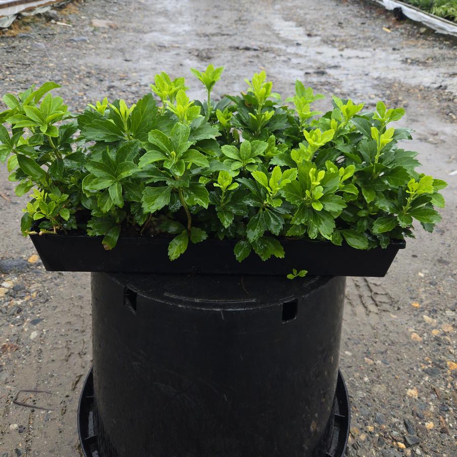 Pachysandra terminalis 