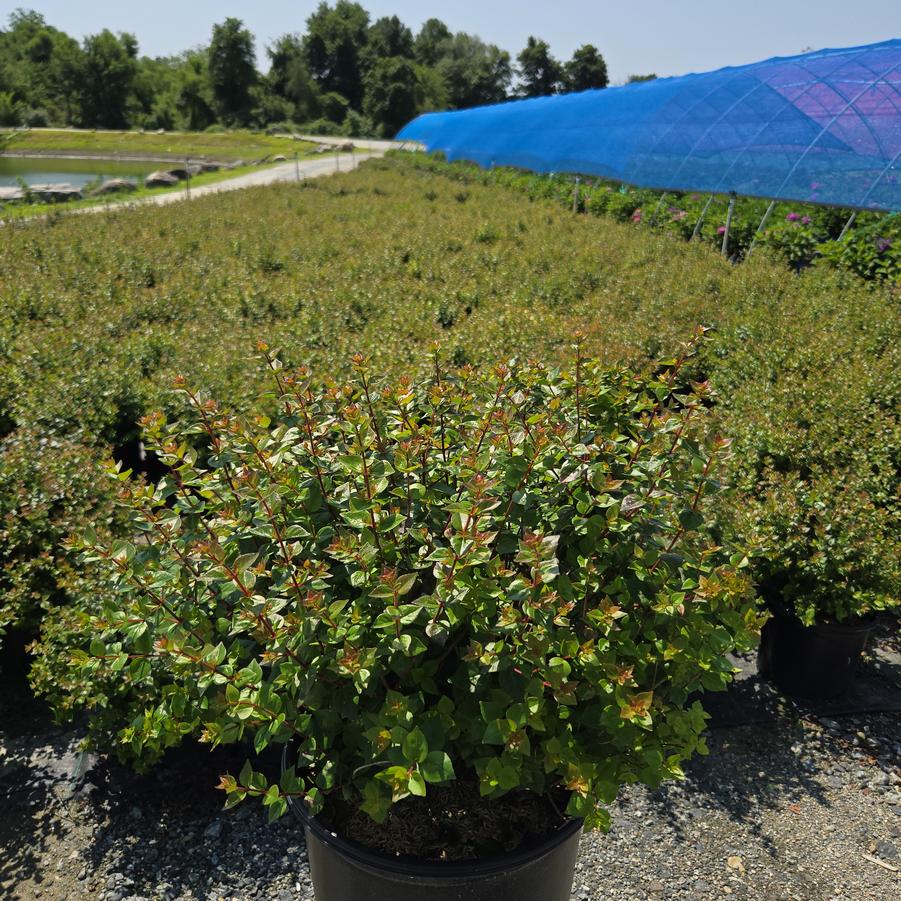 Abelia x grandiflora 'Rose Creek'