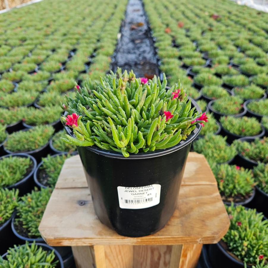 Delosperma cooperi Jewel of the Desert® Garnet