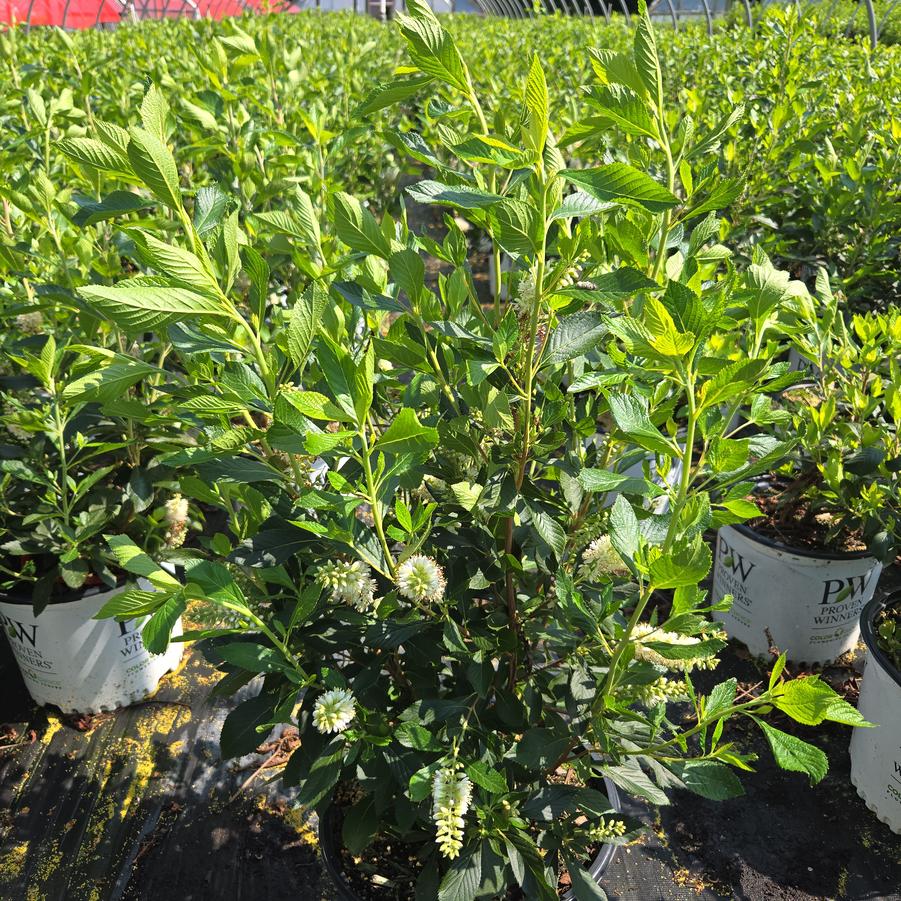Clethra alnifolia Sugartina® Crystalina