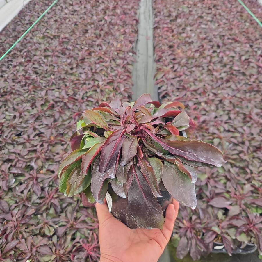 Penstemon x Dark Towers