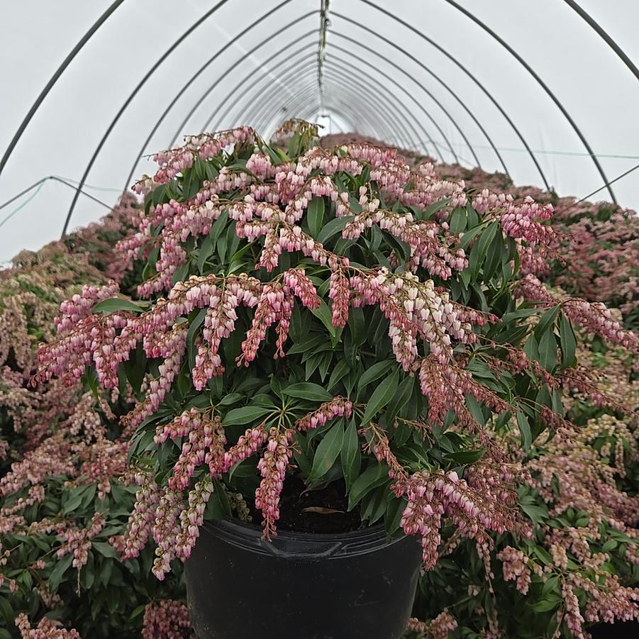 Pieris jap. 'Katsura'