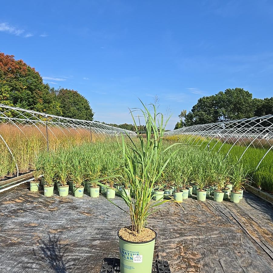 Panicum virgatum Thundercloud