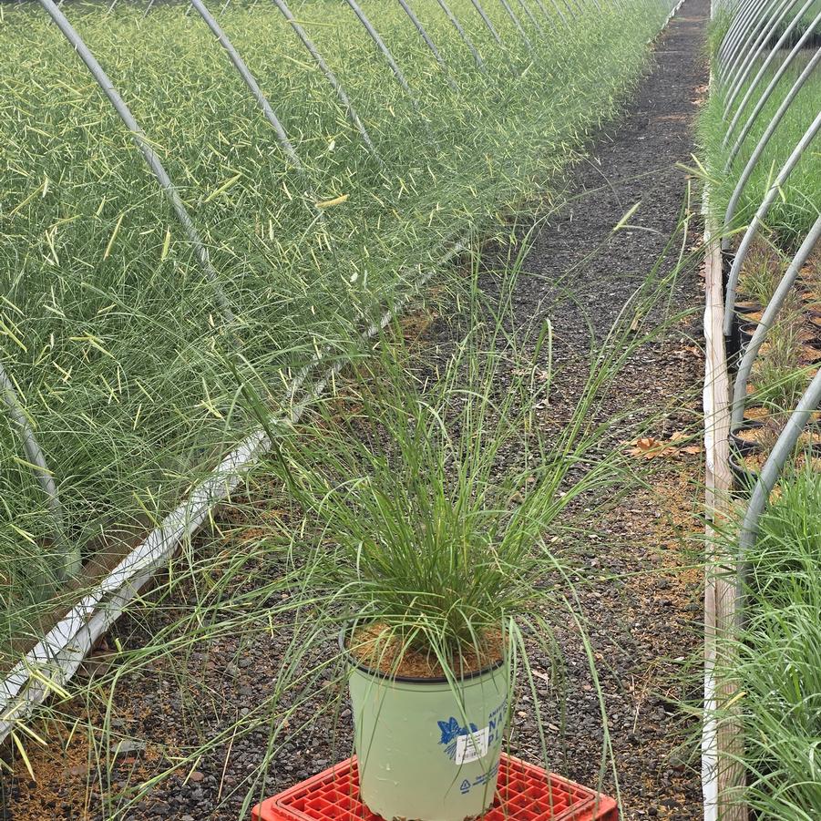 Bouteloua gracilis 'Blonde Ambition'