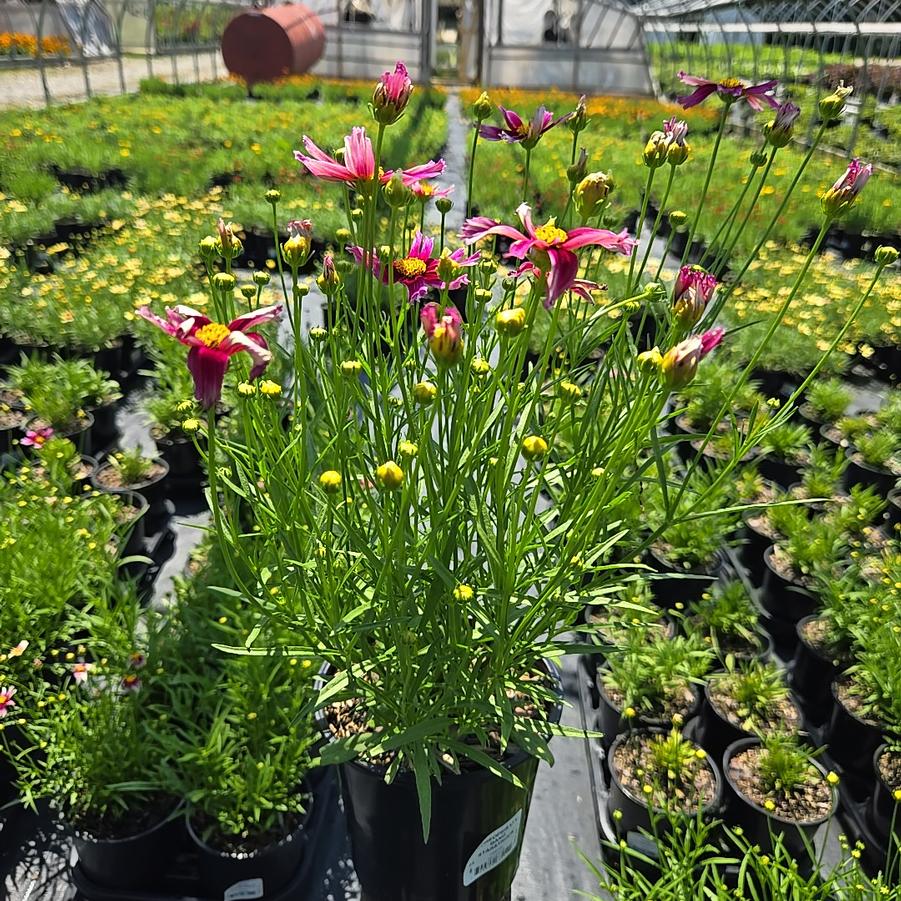 Coreopsis x Li'l Bang™ 'Starstruck'