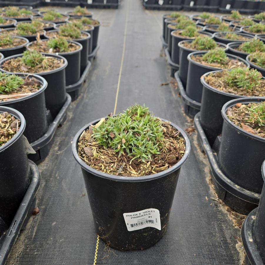 Phlox x 'Violet Pinwheels'