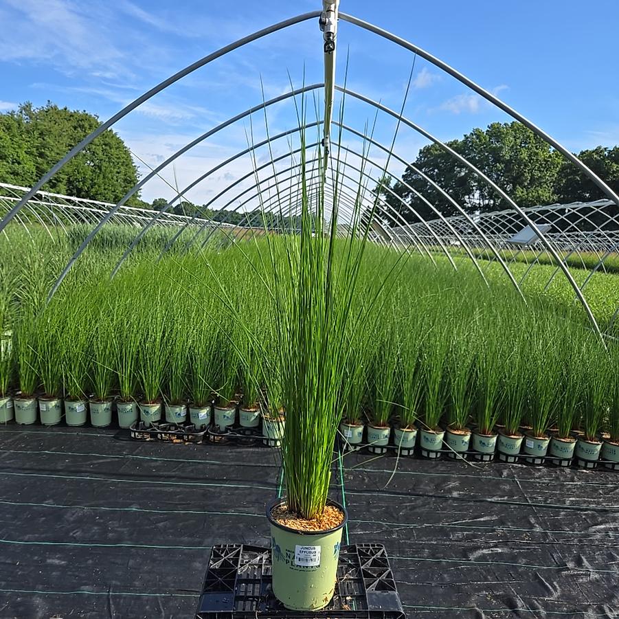 Juncus effusus 