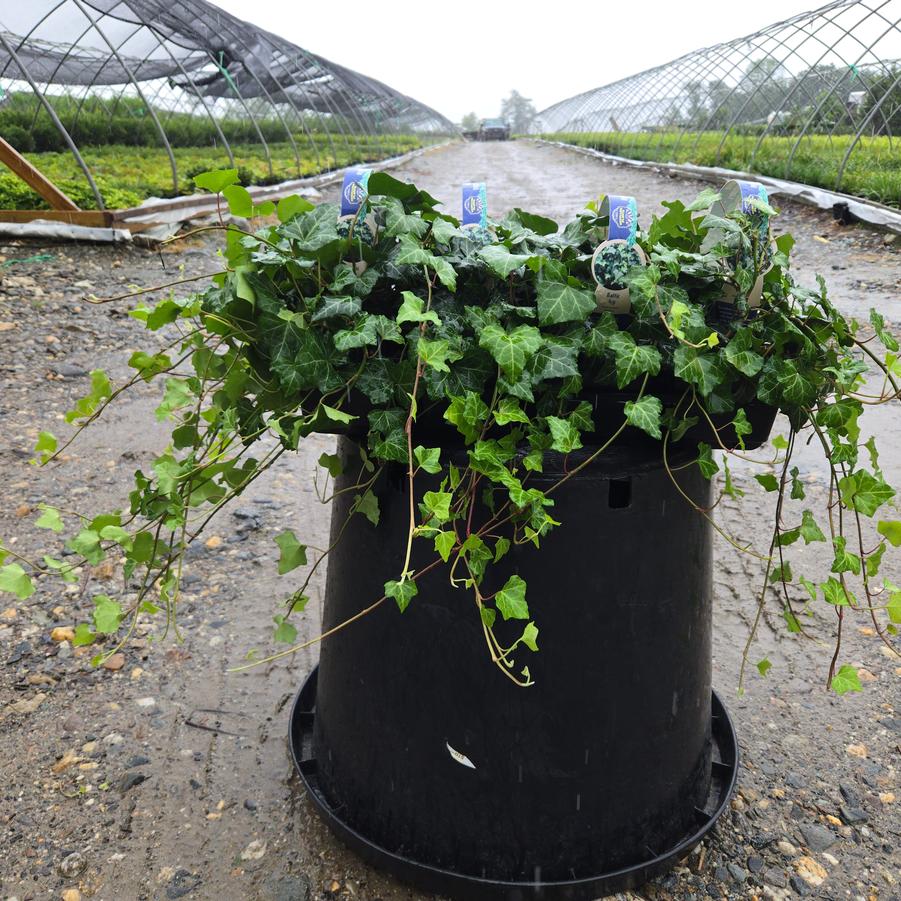 Hedera helix Baltica