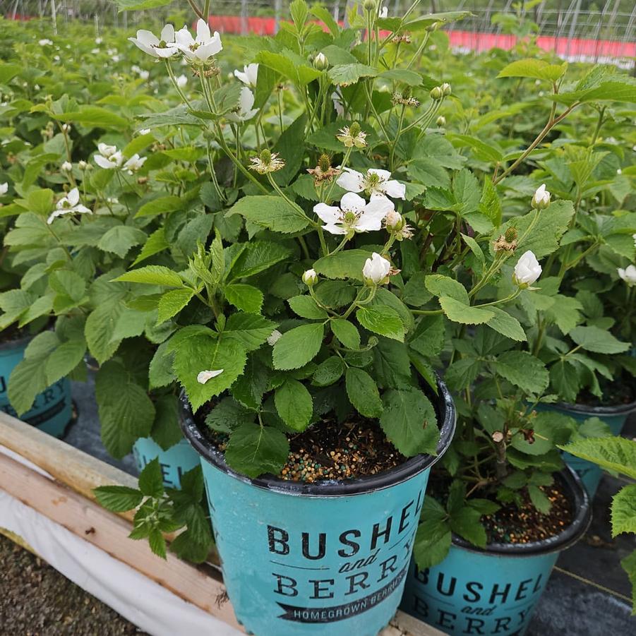 Rubus Bushel and Berry® Baby Cakes®