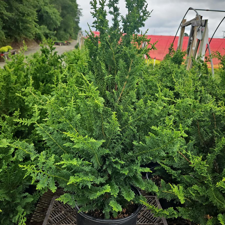 Chamaecyparis obtusa Filicoides Compacta