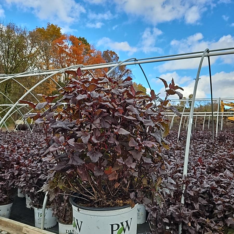 Physocarpus opulifolius Ginger Wine®