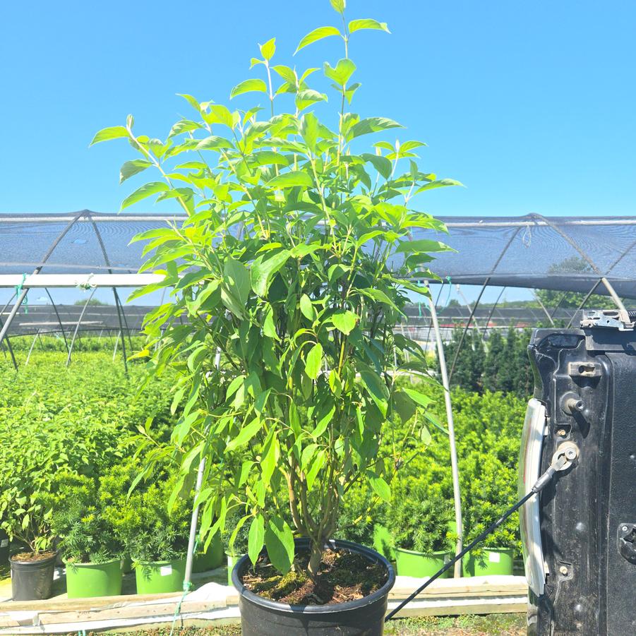 Cornus racemosa 