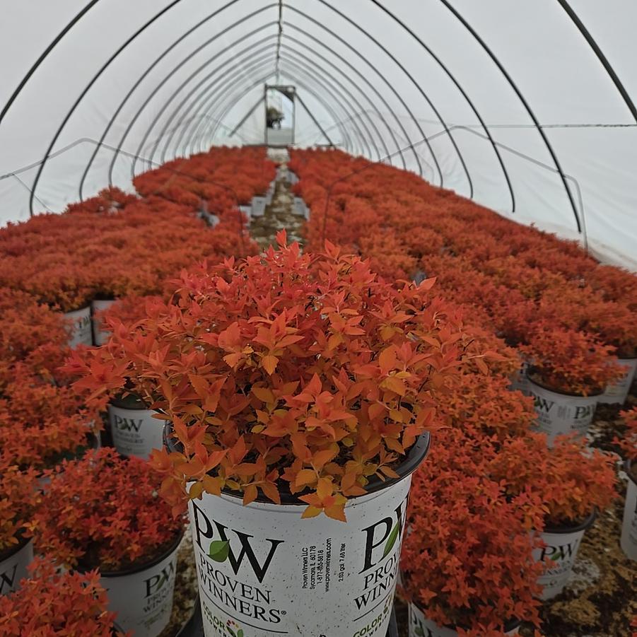 Spiraea japonica Double Play® Candy Corn®
