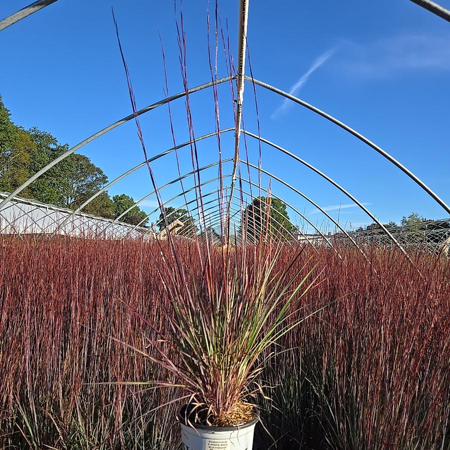 Schizachyrium scoparium Prairie Winds® 'Blue Paradise'