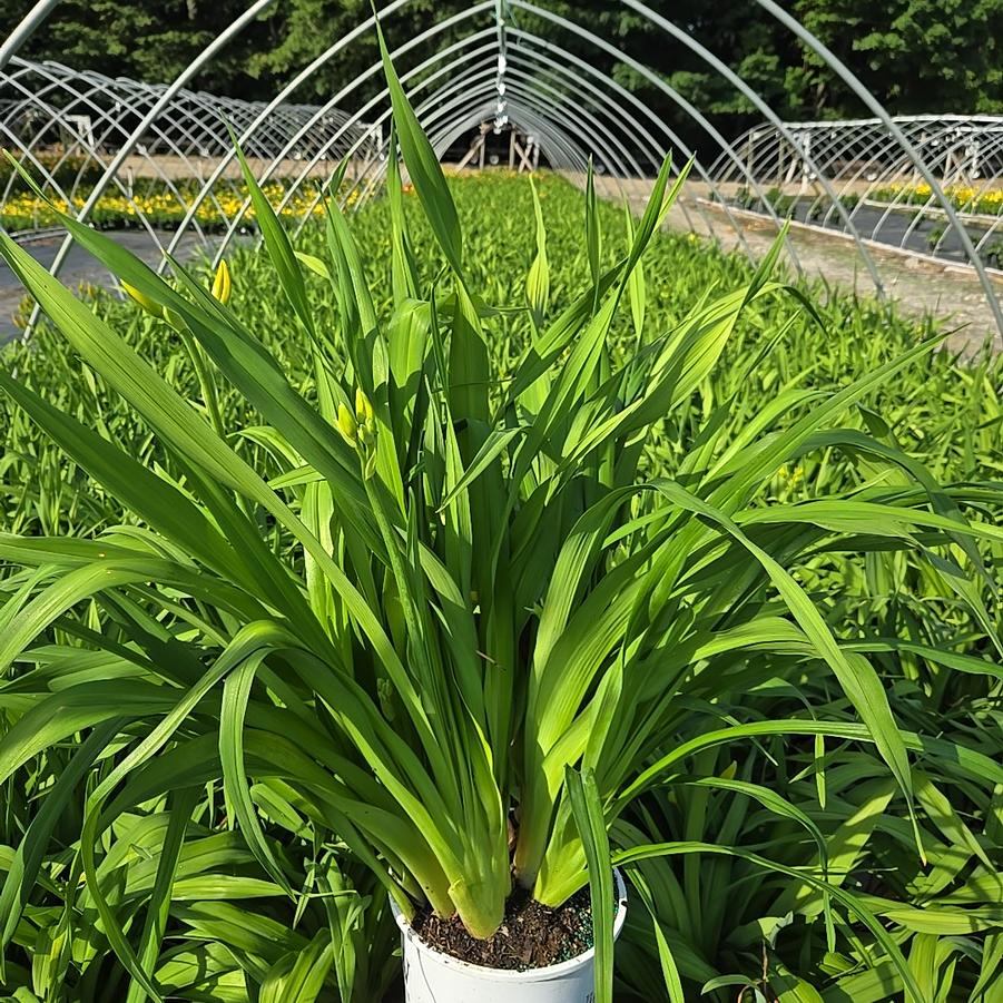 Hemerocallis hybrid Rainbow Rhythm® Tiger Swirl
