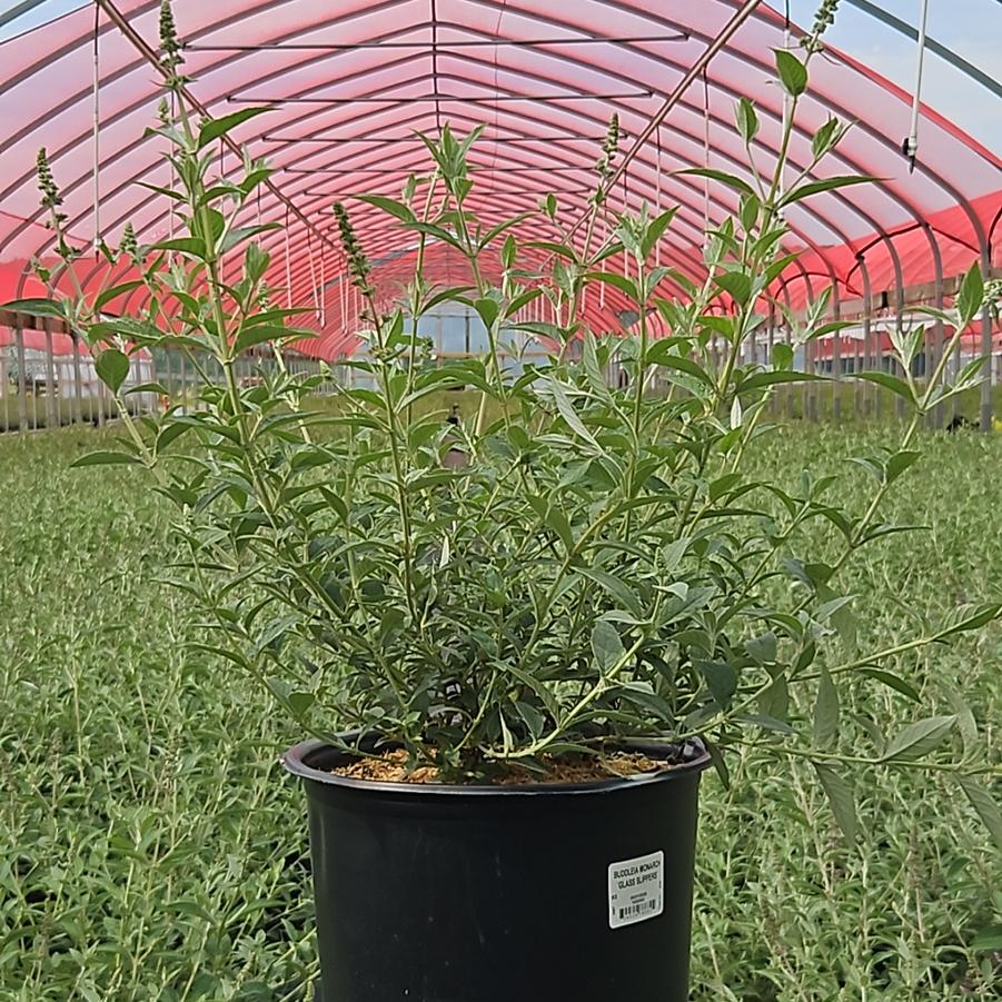 Buddleia davidii Monarch® 'Glass Slippers'
