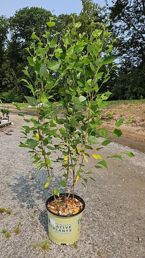 Betula nigra 