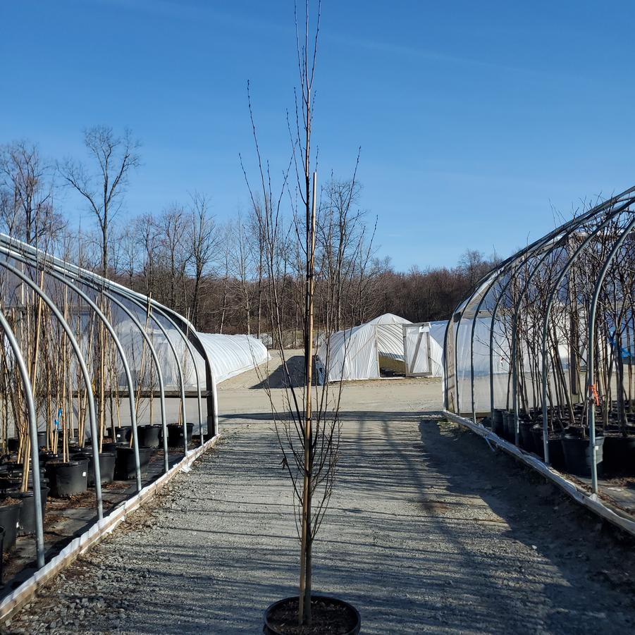 Carpinus betulus Fastigiata