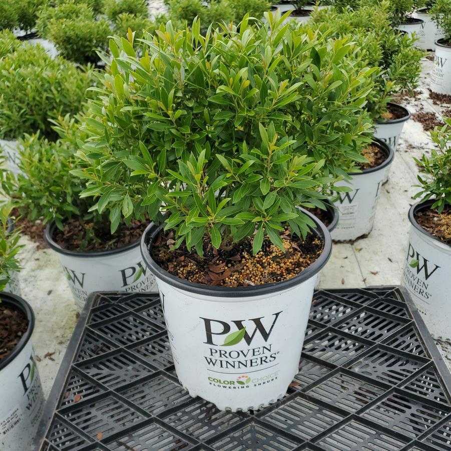 Ilex glabra Gem Box®