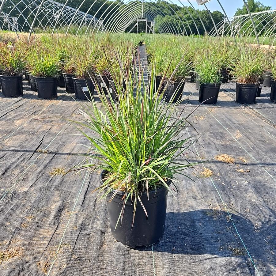 Schizachyrium scop. Twilight Zone