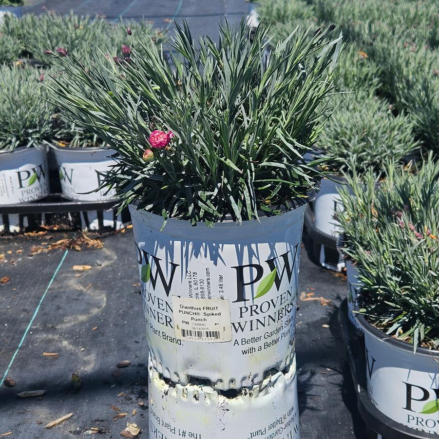 Dianthus x Fruit Punch® Spiked Punch
