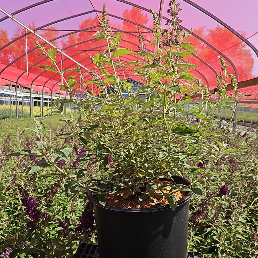 Buddleia davidii Monarch® 'Dark Dynasty'