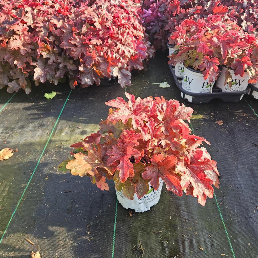 Heucherella hybrid Fun and Games® Red Rover