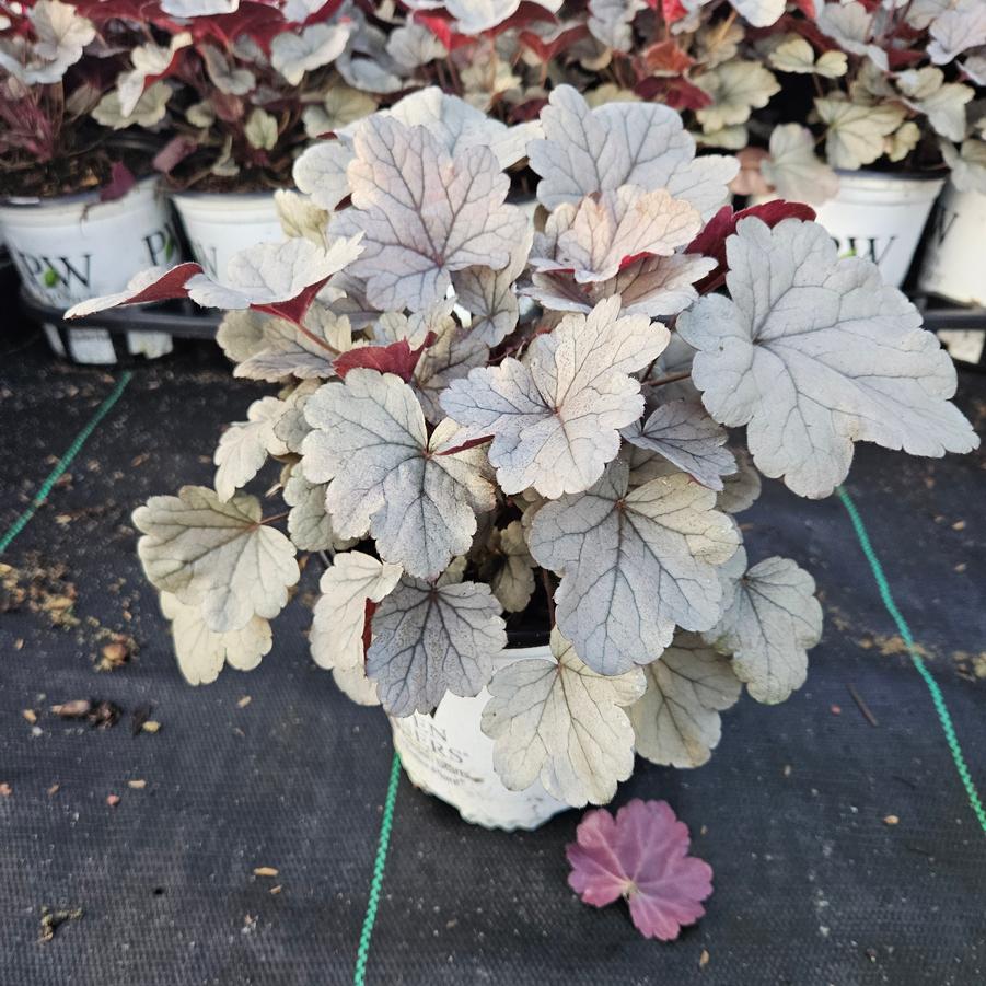 Heuchera hybrid Dolce® Silver Gumdrop