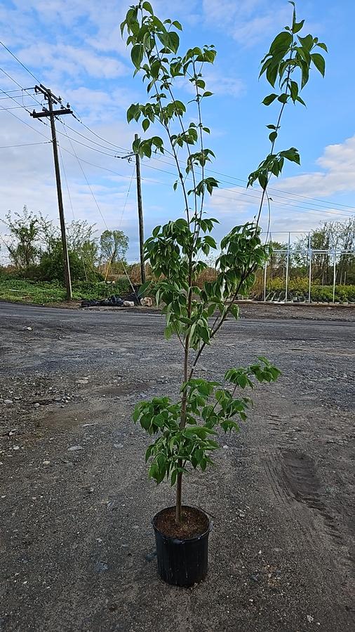Cornus X Celestial®