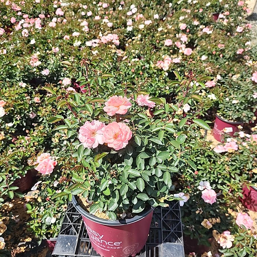 Rosa Easy Elegance® Calypso