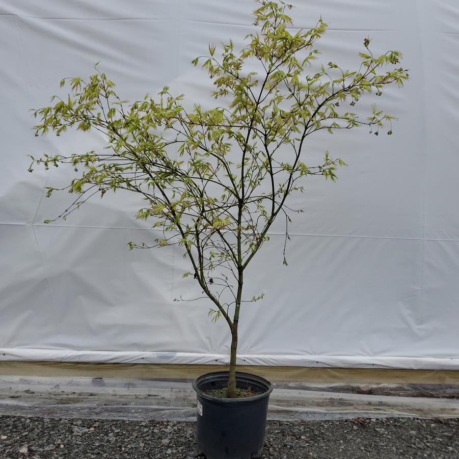 Acer palmatum 'Peaches & Cream'