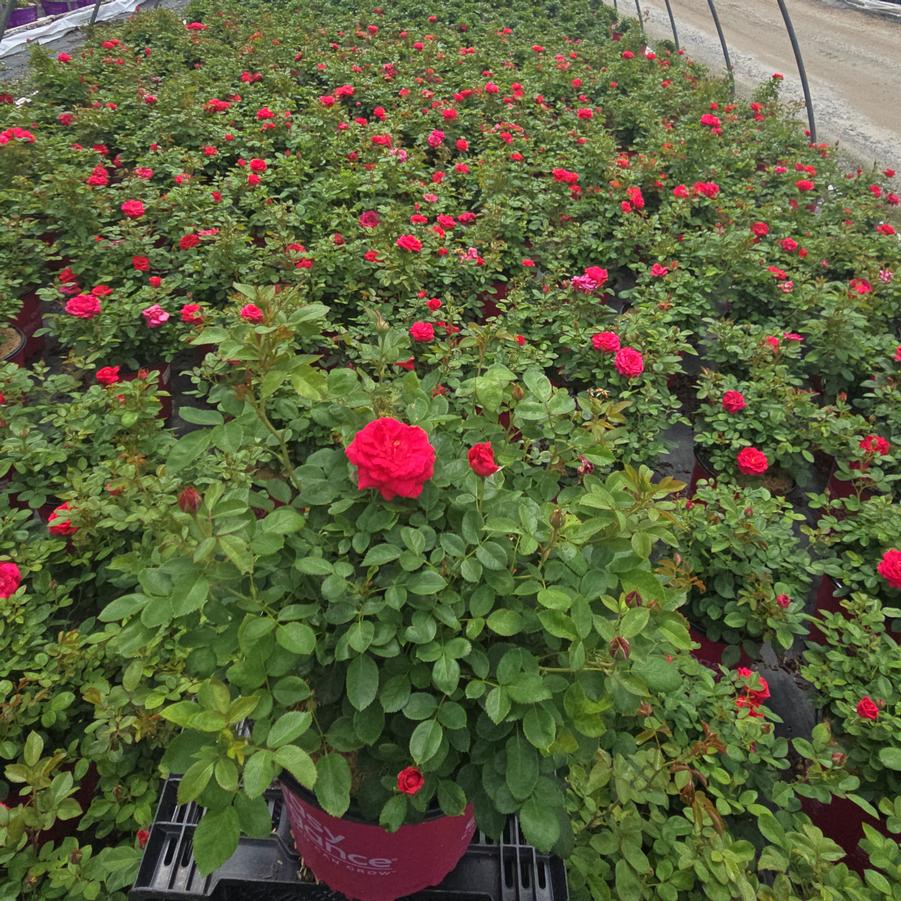 Rosa Easy Elegance® My Girl