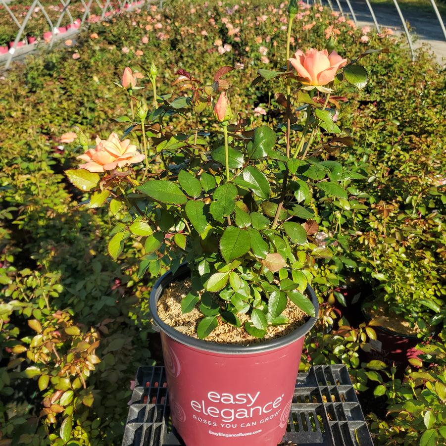 Rosa Easy Elegance® Sweet Fragrance