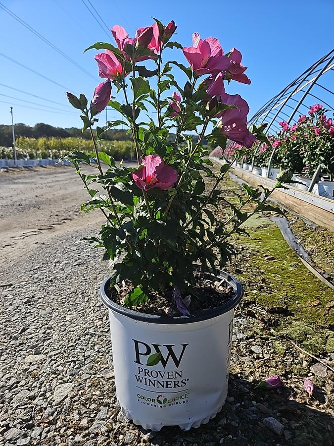 Hibiscus syriacus Lil' Kim® Red