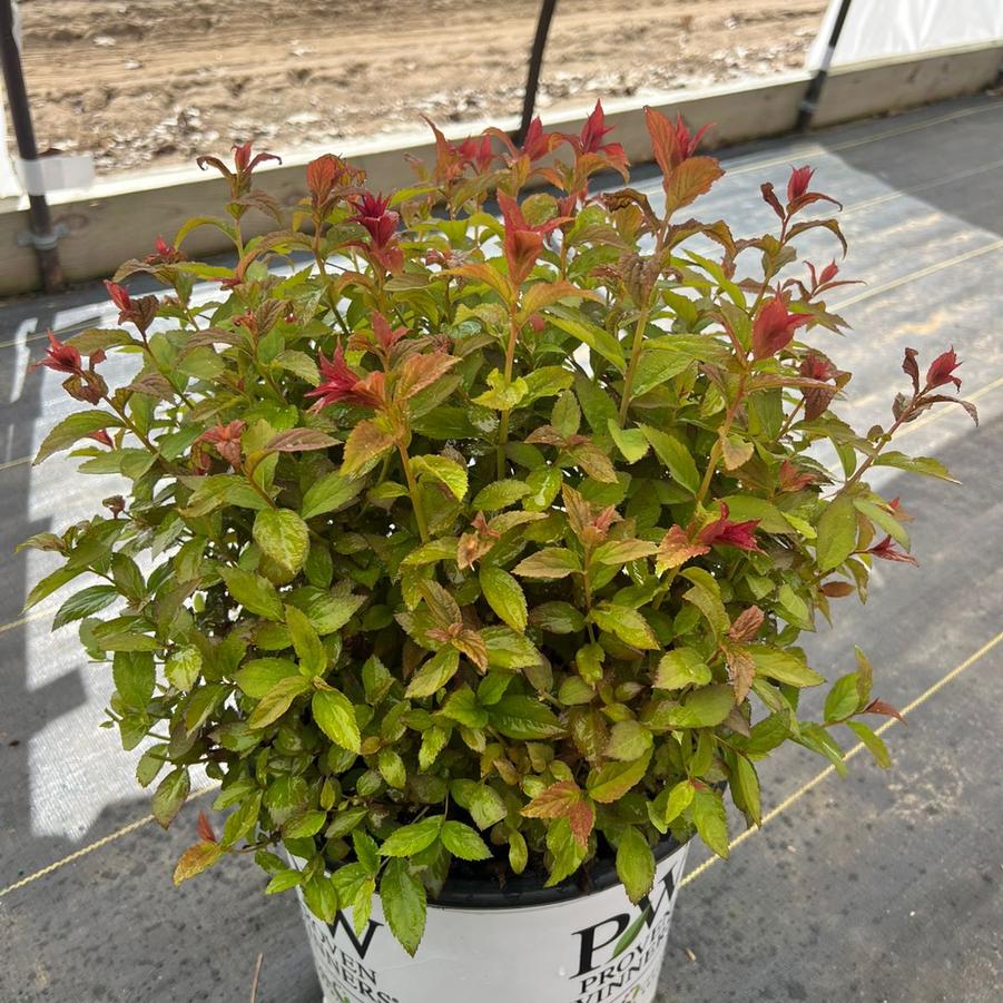 Spiraea japonica Double Play® Red