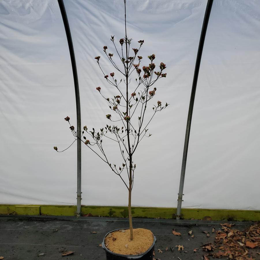 Cornus florida Cherokee Brave™