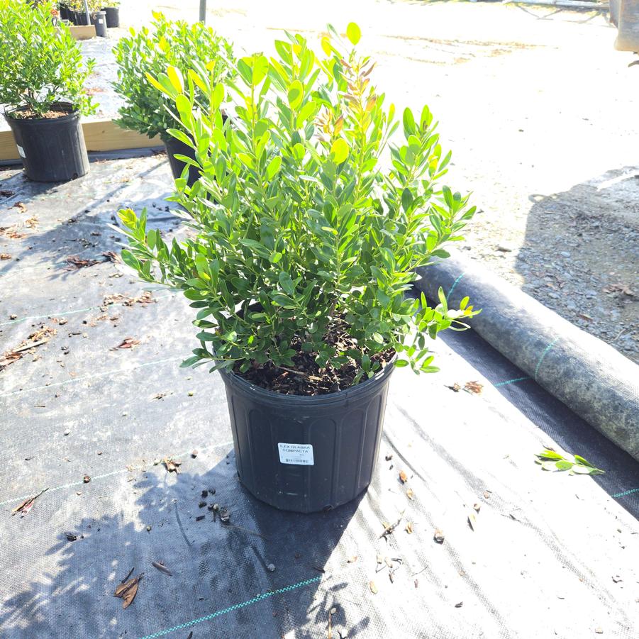 Ilex glabra 'Compacta'