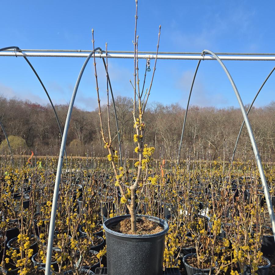 Cornus mas 'Golden Glory'